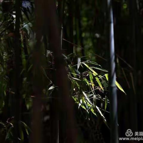 竹影与小花（摄于鲁山）