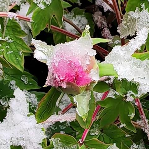最美三月桃花雪
