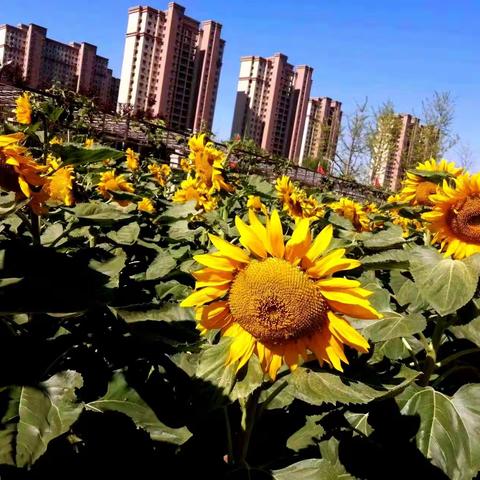 第四实验中学幼儿园科学探索 ———    向日葵🌻