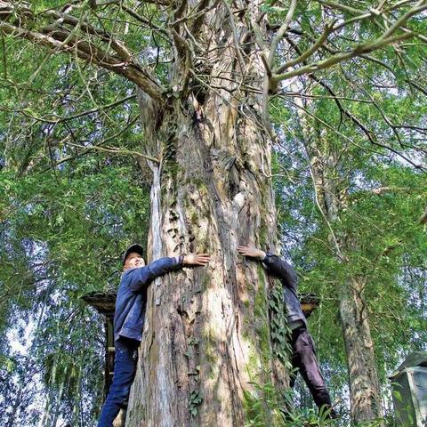 天柱县甘洞村：保护红豆杉 传承树文化﻿