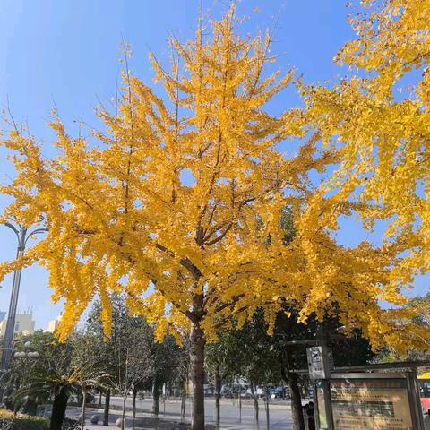 我与秋色撞了个满怀