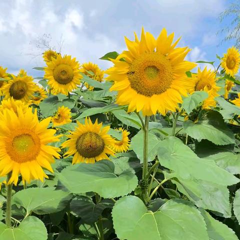 爱花，更爱生活