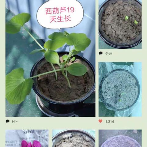 3月12日植树节，同学们播种下了希望