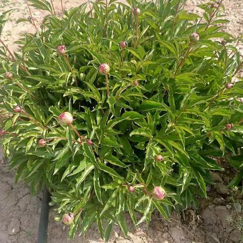 五月芬芳沁心脾，时光荏苒不待春——安阳乡苗家堡小学五月份工作纪实