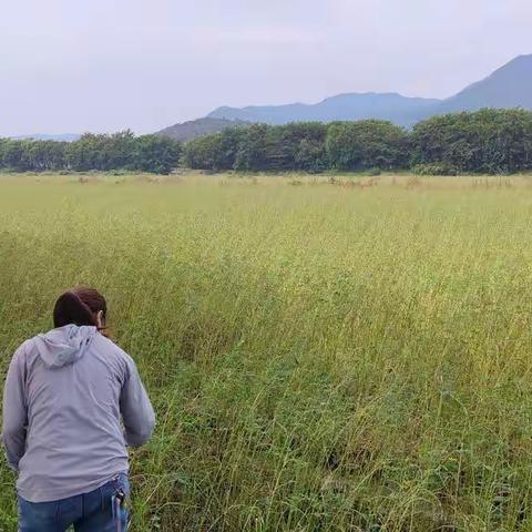 海棠区农业农村局关于加大推进"绿肥沃土工程"工作进展