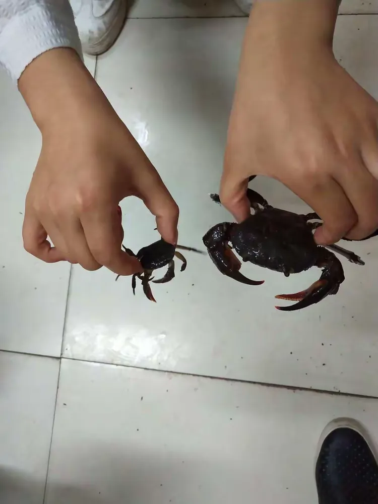 太阳二班《螃蟹》