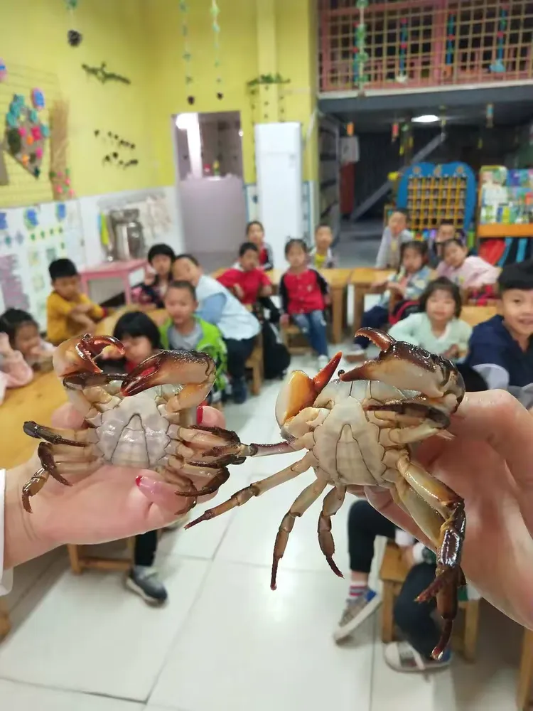 太阳二班《螃蟹》