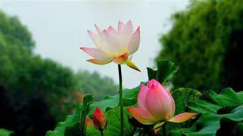 师徒结对同耕耘，青蓝传承共成长——新集镇中心小学举行“青蓝工程”师徒结对仪式