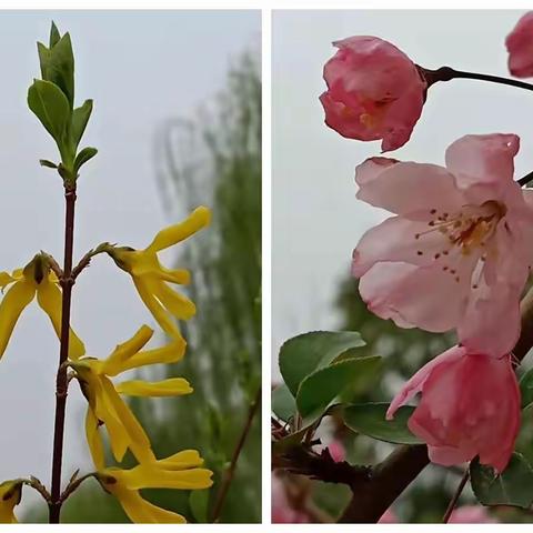 阳光雪后灿，桃花雨后娇——记九二实验体育训练