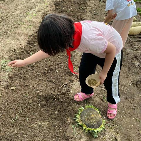 "爱劳动，种植初体验"—机场路小学一（2）中队"农耕研学一日游"实践活动