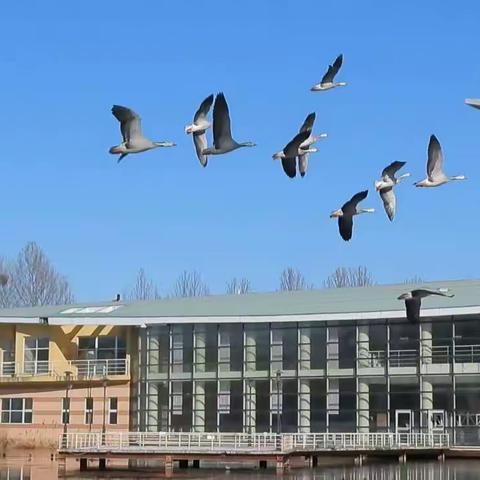 东方太阳城野生鸟图册--识鸟篇