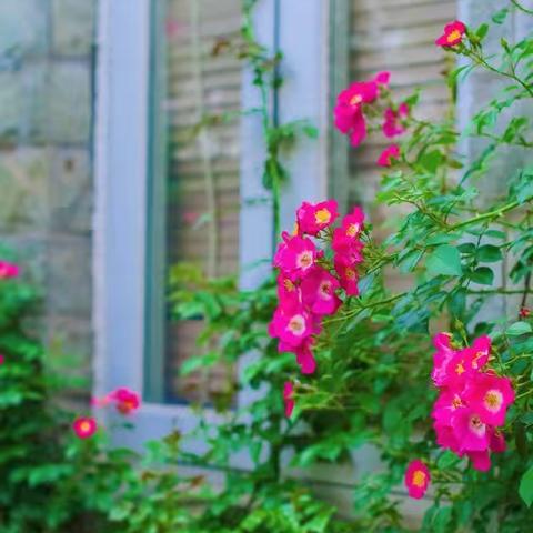 芊芊词社第十五期 雨中花令