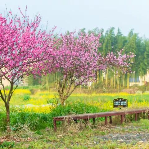 菜花儿开放的日子