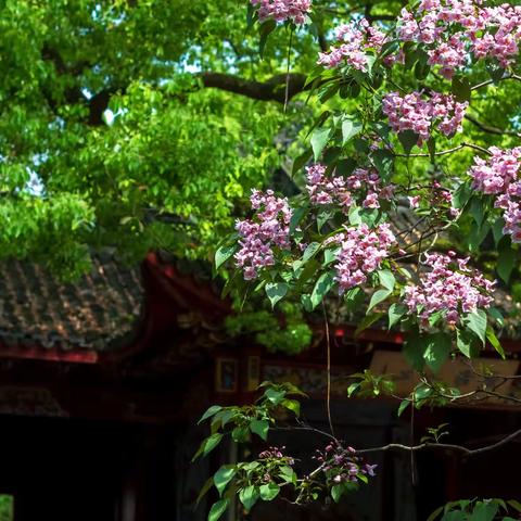 钱塘诗社每月一课2024（四月）