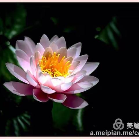 咏荷十三韵---图文/果实