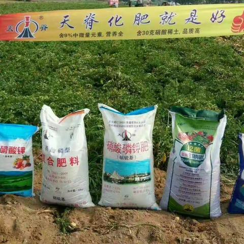 山东平度土豆用天脊化肥喜获丰收