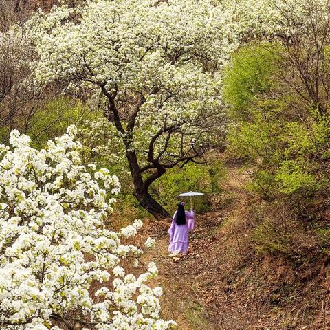 春花烂漫【5】—梨花