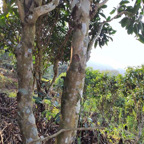 2023春茶可以预订