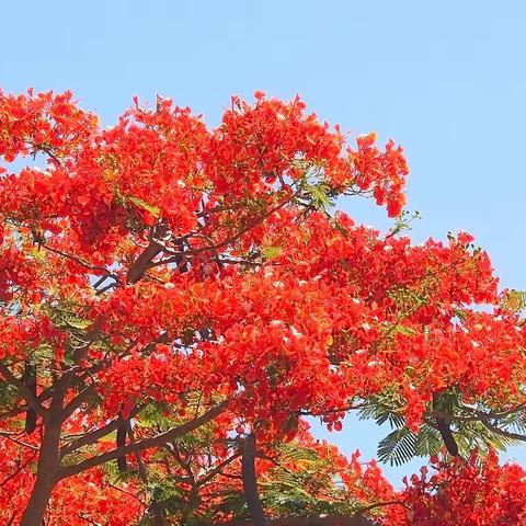 行游五指山水云居 采收夏季满笺繁华