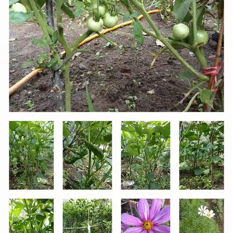 人生是一场充满荆棘和坎坷的旅行，生活是一篇写满了酸甜苦辣的故事！