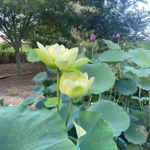 生命，是一种回声。赠人玫瑰，手有余香。爱出者爱返，福往者福来。