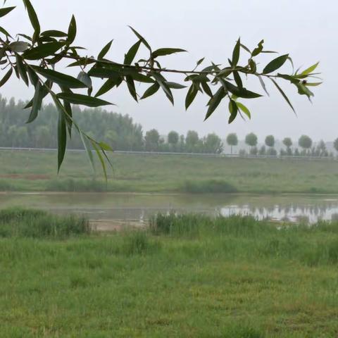 Bodhi has no tree to sit still on the mirror platform, there is nothing, where to provoke dust！​——L