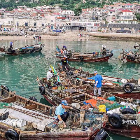 海蜇—丰收的季节