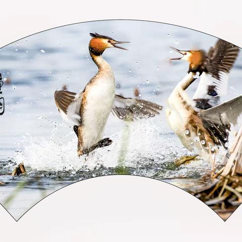 风头䴙鷉恋爱的故事