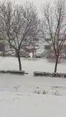 2022.02.12大雪纷飞