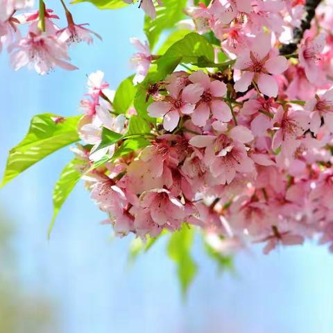 三月  繁花在枝头～