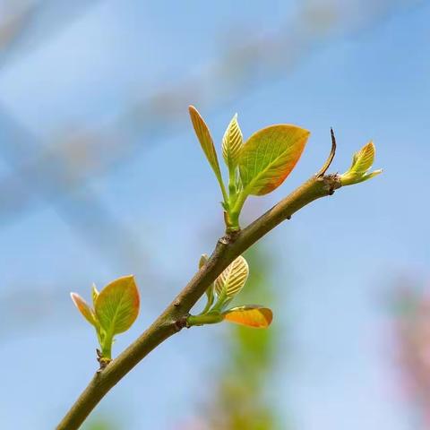 🌱七中专附属幼儿园中一班4月第二周精彩回顾