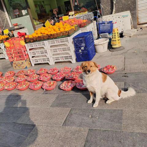 《忠实与感恩》