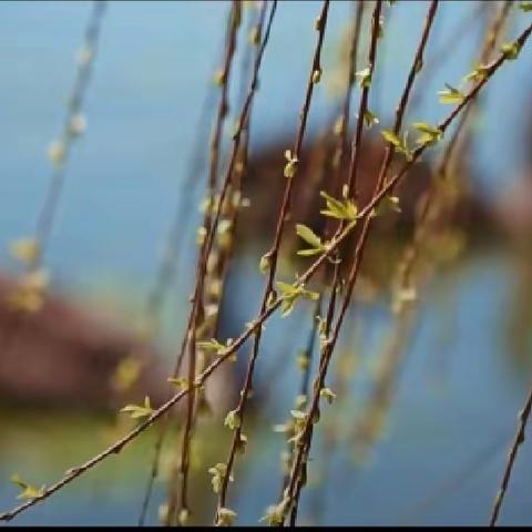 《     早   春 ……》（图网络）