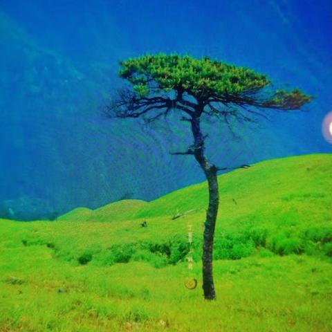 《一棵树的风景》