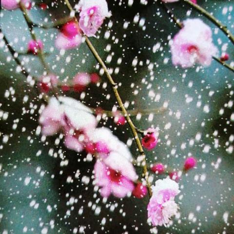 《    致      雪   》