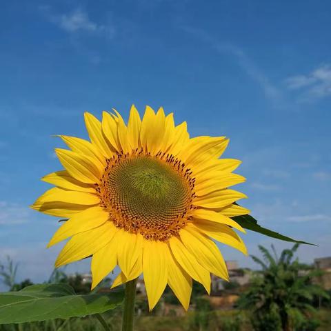 岁月静好，时光不老……🌻🌻🌻