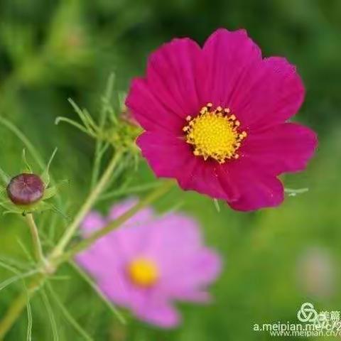 又到格桑花开时……