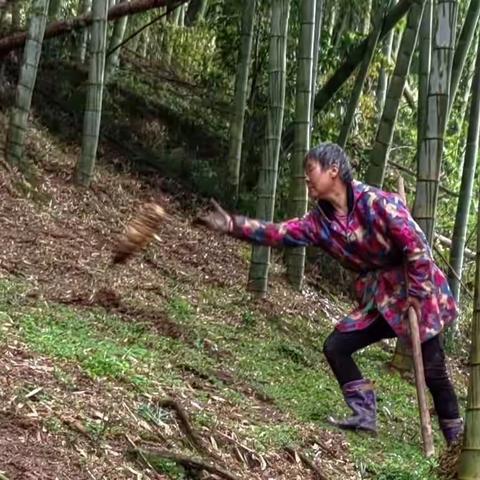 昭苏万物春风里，更有笋尖出土忙