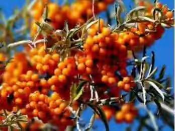 🎄中国华侨公益基金会＂一河一带＂沙棘专项基金暨沙棘志愿者＂绿色行动‘启动仪式’⛵