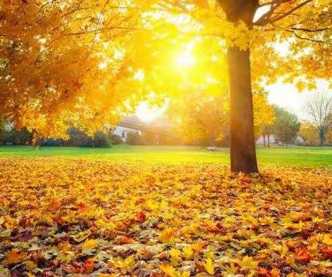 与文共舞，智慧同生------姚店子一年级语文教师参加县第二期集体备课培训活动纪实。