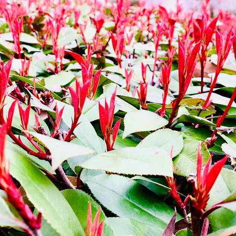 战“疫”·玩数学·魔术再创造续