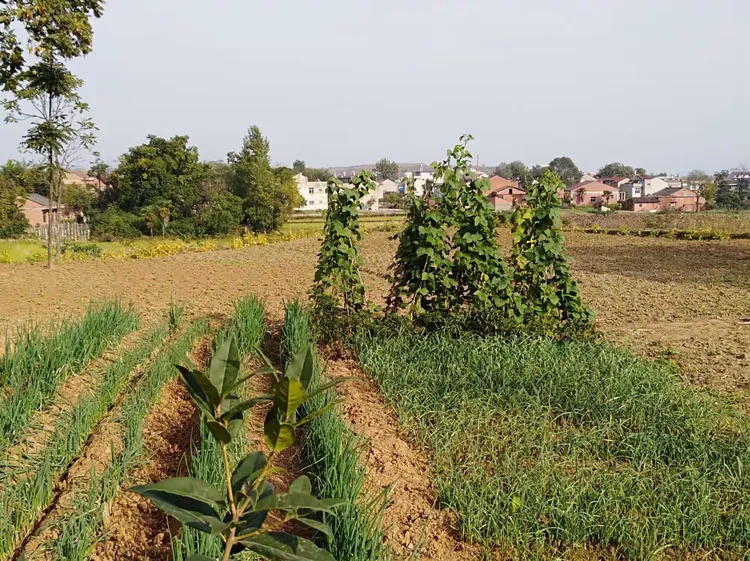 家乡的泥土啊,你是游子的力量,游子的牵挂,亲人梦圆的安康。