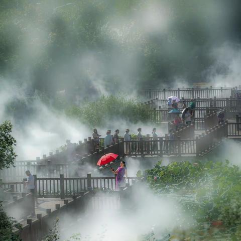荷塘光影