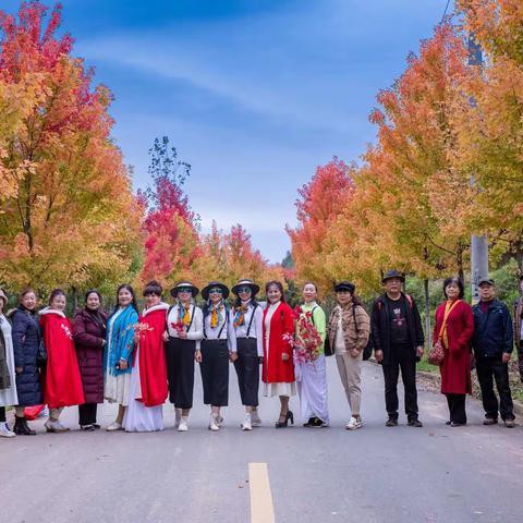 又见一年枫叶红