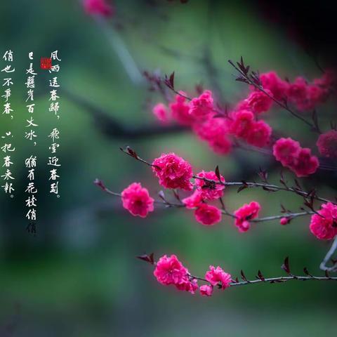 春天的记录