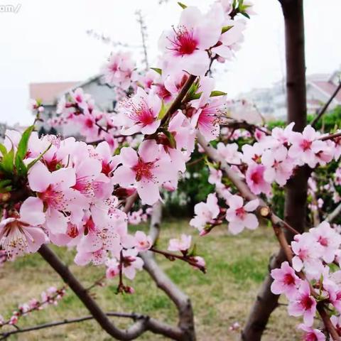 市直一幼小五班🎊🎊童言童语美术活动——《桃花开了》第五期