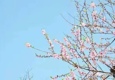 线上教研不停歇    共谋中考主战场-----峡山区初中化学中考研讨会