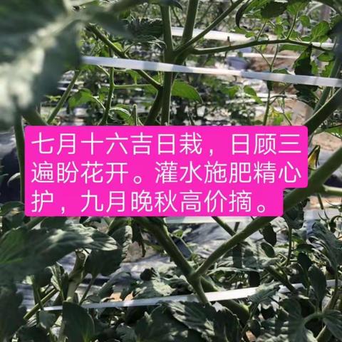 自古逢秋悲寂寥，我言秋日胜春朝。睛空一鹤排云上，便引诗情到碧宵。