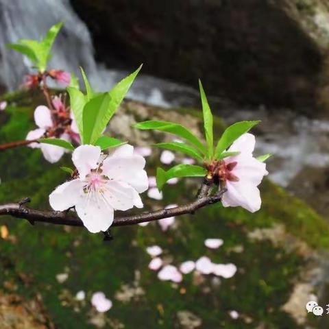 春在桃花溪畔