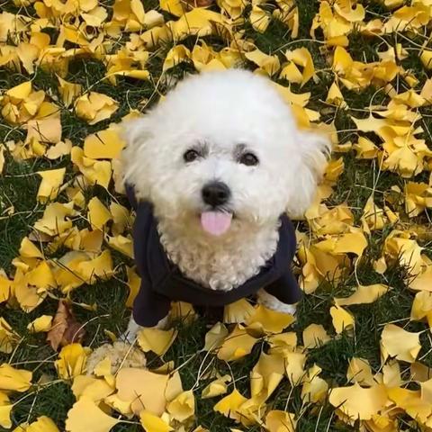 花卷儿（五）